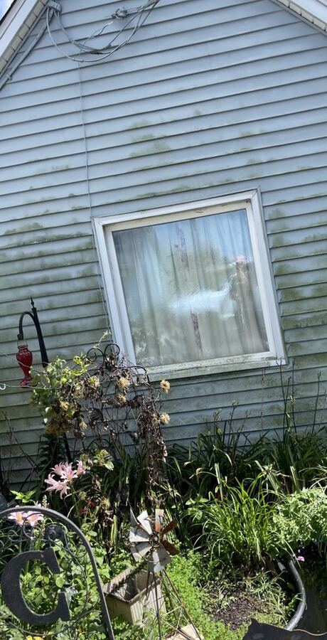 Soft wash on blue vinyl siding, with the garden protected, before