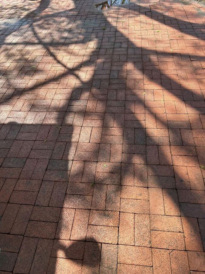 Brick paver patio: weeds, moss and stains cleared, after